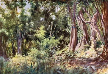 Dschungel bei Delanchoon